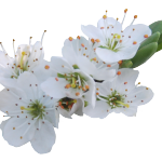 blossom_png___by_alzstock-d5pd87x.png
