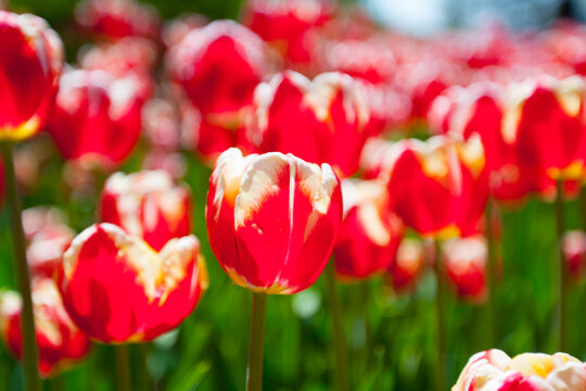 CANADIAN TULIP FESTIVAL 2015 @ Commissioners Park, Dow’s Lake