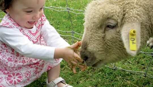 Sheep Shearing Festival @ Canada Agriculture and Food Museum | Ottawa | Ontario | Canada