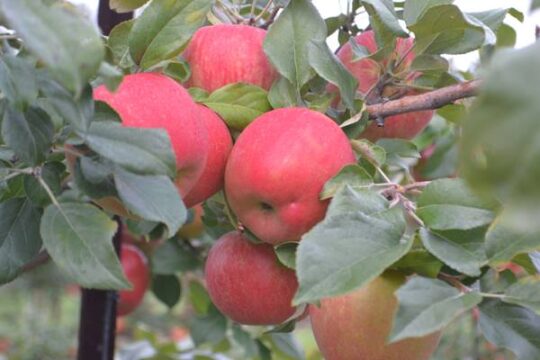 Community outing - APPLE PICKING! @ Mountain Orchards | Mountain | Ontario | Canada